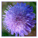 Field scabious 004